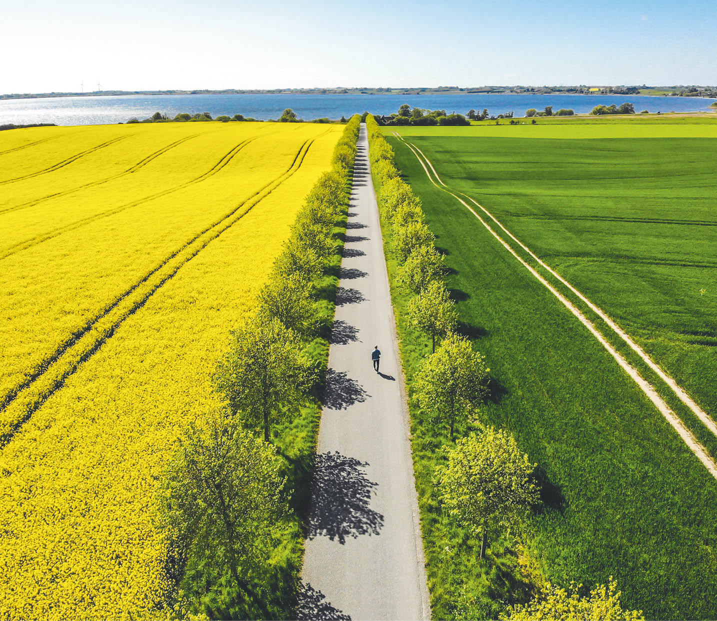 A person walking on a path between two yellow and green fields. Description generated by AI